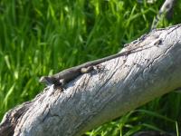 Sunning Lizard